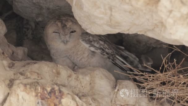 猫头鹰坐在陋居视频