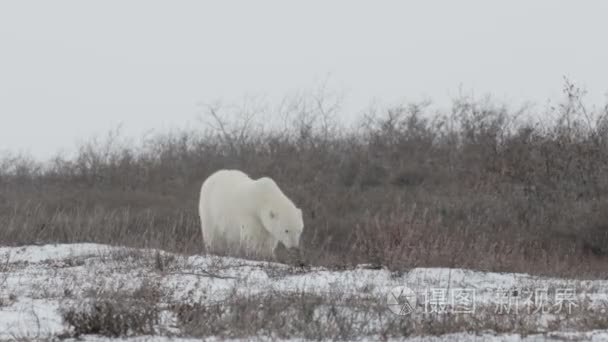 熊走在北极景观视频