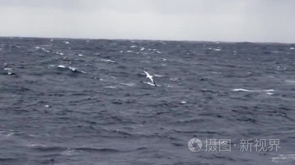 在水面上飞的海鸥视频