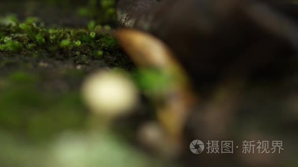 白蘑菇和苗之间其他森林碎屑视频