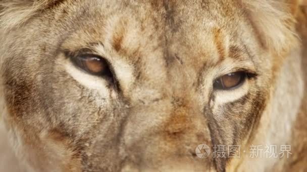 female lion head and eyes