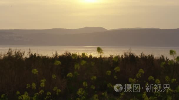 Yellow flowers and the Sea of Galilee at dusk shot in Israel