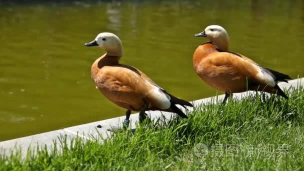 红润的蛋品 Tadorna 麻鸭清理其银行的一个池塘上的羽毛。阳光灿烂的夏天早晨视频