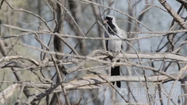 小鸟坐在树上视频