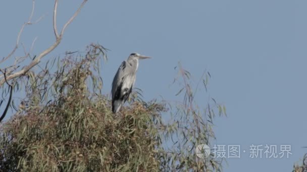 小鸟坐在树上视频