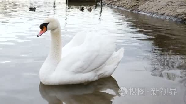 白天鹅在河里游泳视频