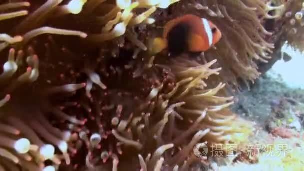 海礁的斜坡上的小丑海葵鱼