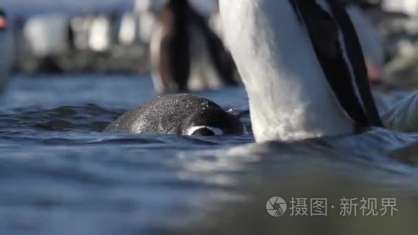 企鹅在水中行走视频