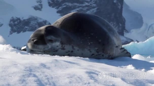 冰山上的豹形海豹视频