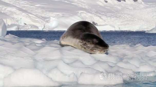 冰山上的豹形海豹视频