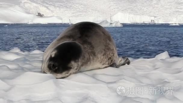 冰山上的豹形海豹视频