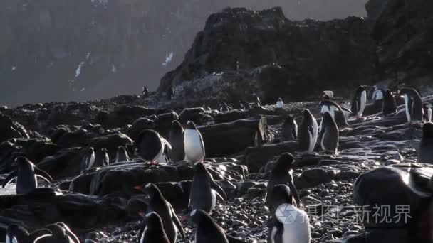 群的企鹅殖民地视频