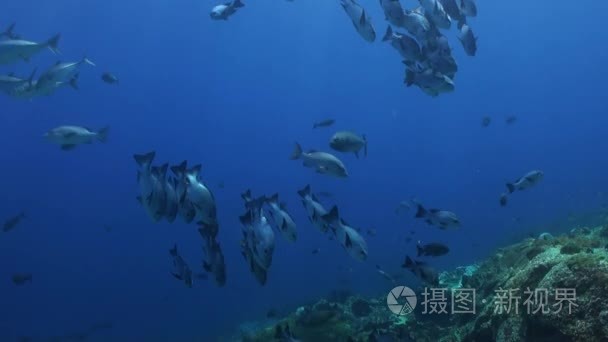 学校的蓝色的鱼在清洁的海水礁视频