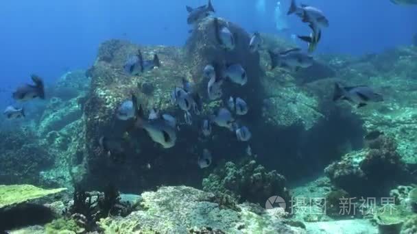 Gray School of blue fish in the clean sea reef.