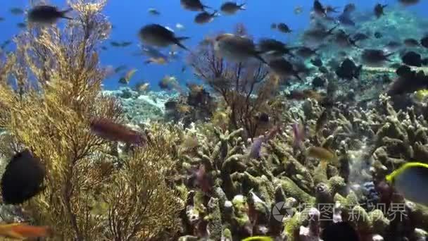 Gray School of blue fish in the clean sea reef.