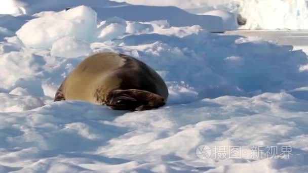 冰山上的豹形海豹视频