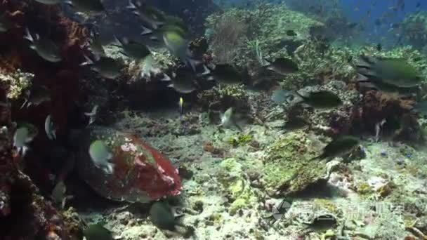 在寻找食物礁石上龟视频