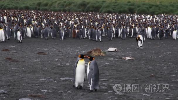 群的企鹅殖民地视频