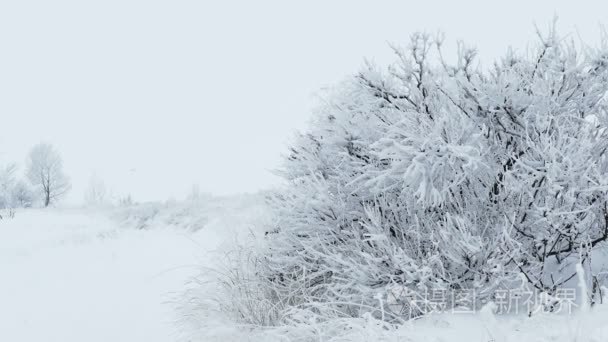 草冰雪冬天相当冻结视频