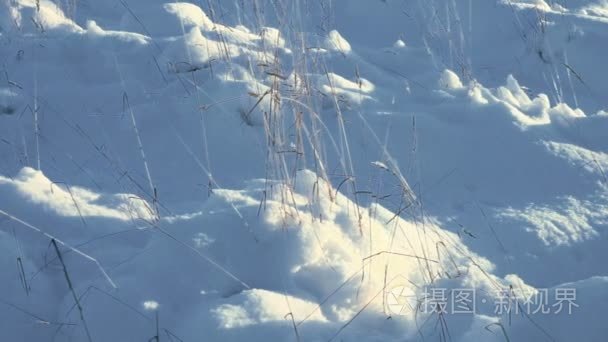 白色的雪下的乾草