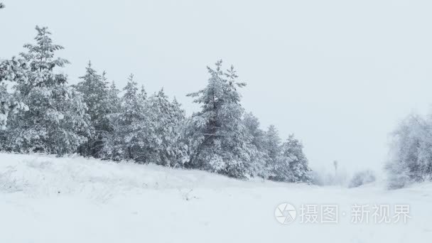 圣诞杉树在雪冬天野生森林下雪视频