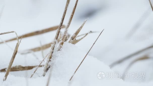 干燥草在雪地冬季自然风景观视频