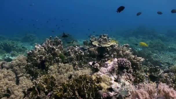 巴厘岛的水下世界。海洋生命