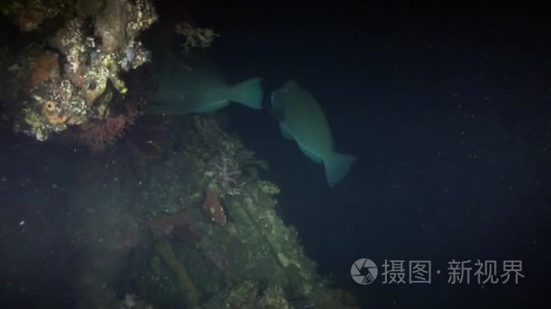 海中的珊瑚礁鱼夜