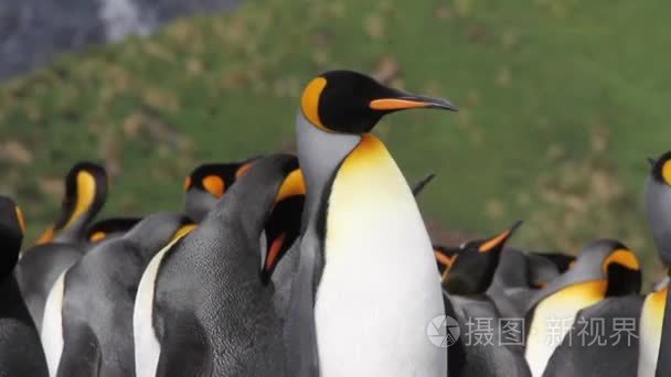 国王企鹅殖民地视频
