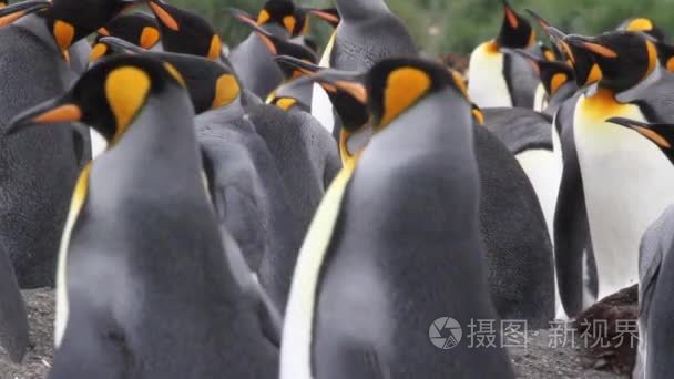 王企鹅殖民地与小鸡视频