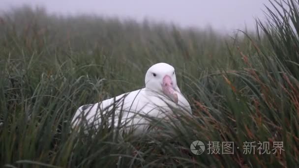 在草丛中的漂泊信天翁视频