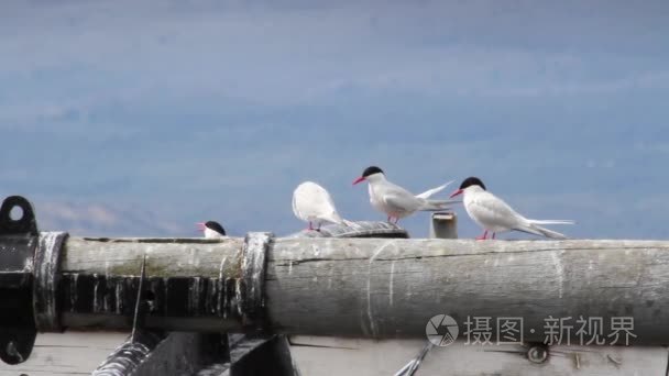 坐在南部燕鸥视频