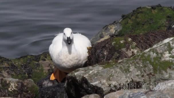 在岸上吃海带鹅视频