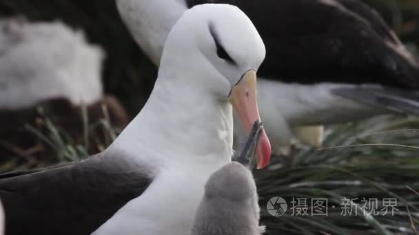 信天翁求爱幼雏视频