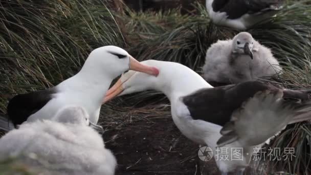 漂泊信天翁求爱视频