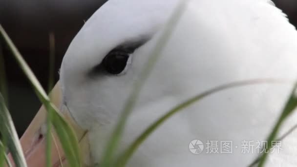 信天翁求爱幼雏视频