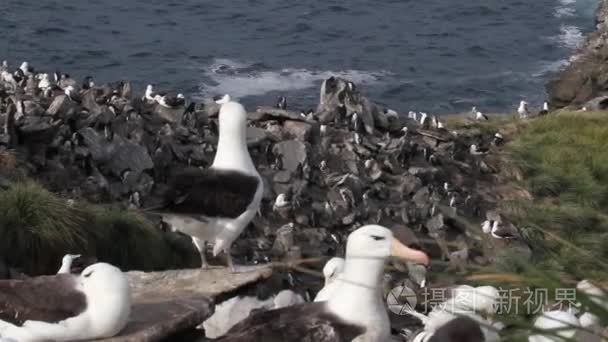 企鹅和小鸟坐在岸边视频