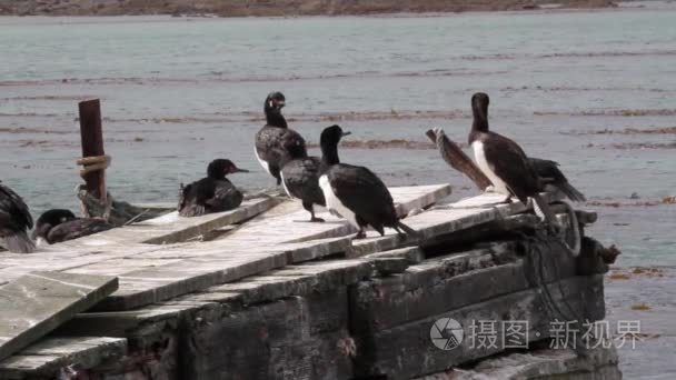 坐在码头上的岩石鸬鹚视频