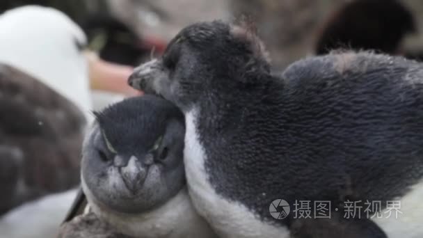 凤冠企鹅求爱视频