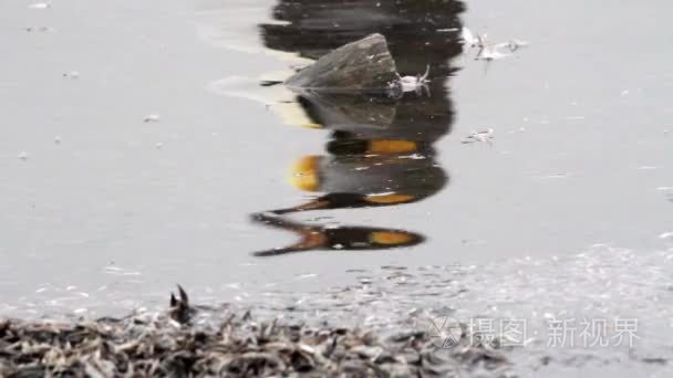 水中的企鹅倒影视频