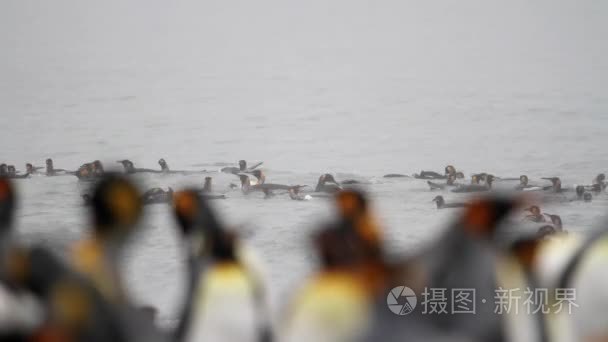 国王企鹅殖民地视频