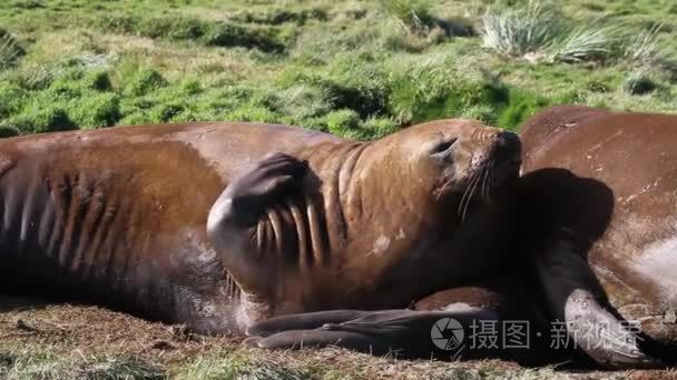 躺在绿草地上的密封件视频