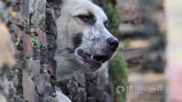 格鲁吉亚高加索牧羊的犬视频