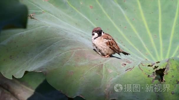 在一片叶子的树麻雀