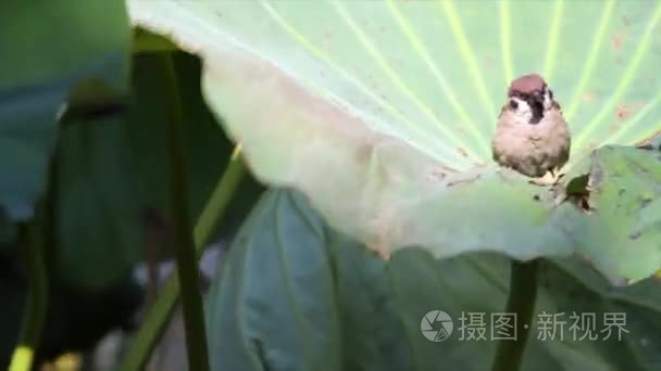 在一片叶子的树麻雀