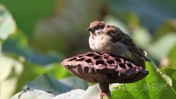 树麻雀鸟