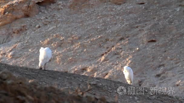 牛背鹭与骆驼视频