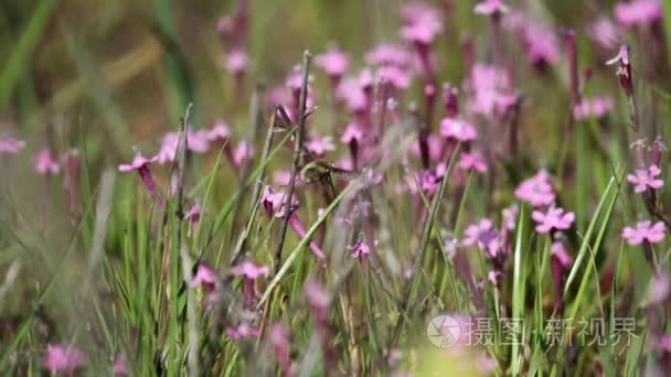 在以色列的沙漠野花