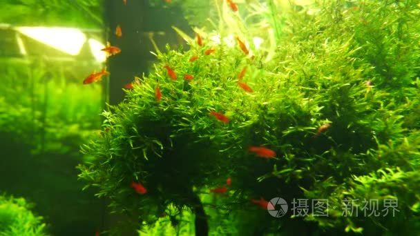 与美丽的橙色鱼和草水族馆视频