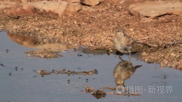 凤头百灵小鸟喝水视频